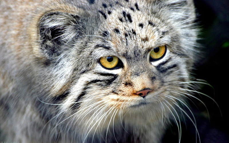 looking at camera, carnivore, staring, portrait, lynx, no people, cat, feline, animal themes, 1080P, animals In The Wild, cute, whisker, aggression, snout
