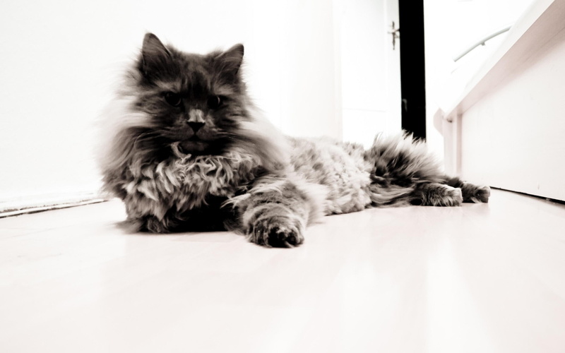 black, photo, cats, 2K, wildcat, animals, white