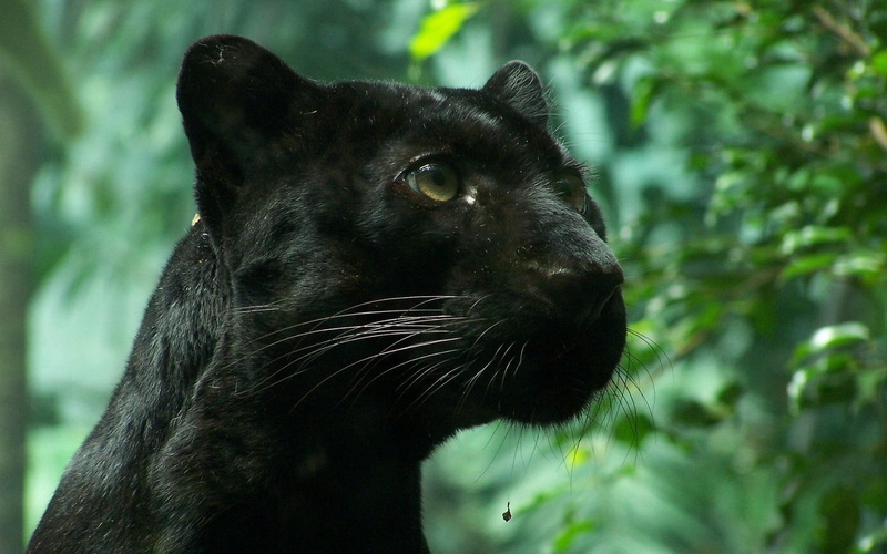 one Animal, endangered Species, animal eye, forest, mammal, looking, carnivore, tropical Rainforest, animal themes, nature, animals In The Wild, portrait