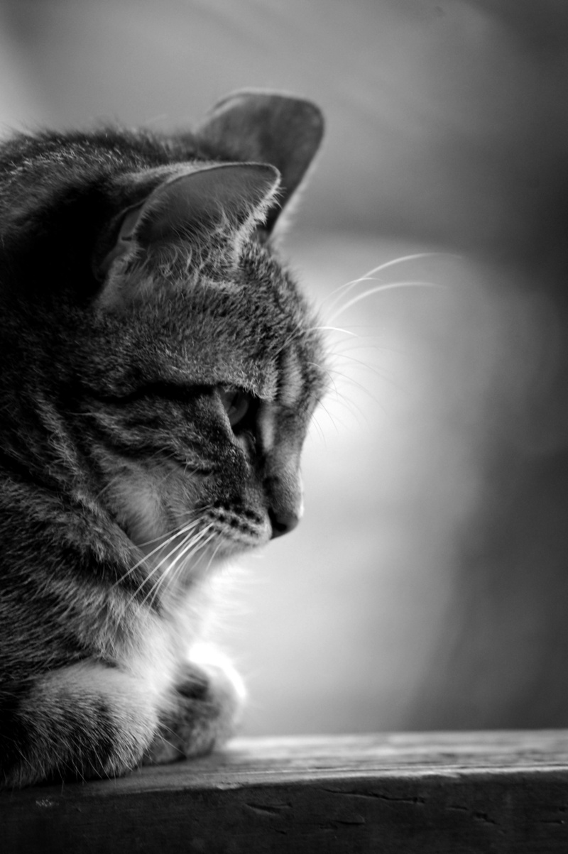 domestic Cat, kitty, pussycat, whisker, animal themes, pet, creature, pets, purr, tabby, animal, whiskers, looking away, feline, indoors, animal body part