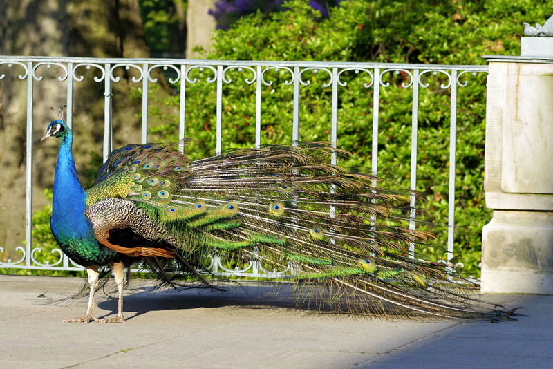 complex, peacock, vertebrate, blue, animal, tail, male animal, beak, animals in the wild, gorgeous, bird, dashing, barrier, focus on foreground, green Color