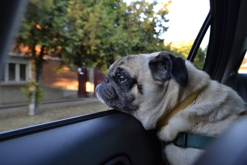 Shop, sideways, adult, looking, Dog, no people, car interior, vertebrate, canine, pets, close-up, motor vehicle, animal head, puppy, small, mammal, outdoors