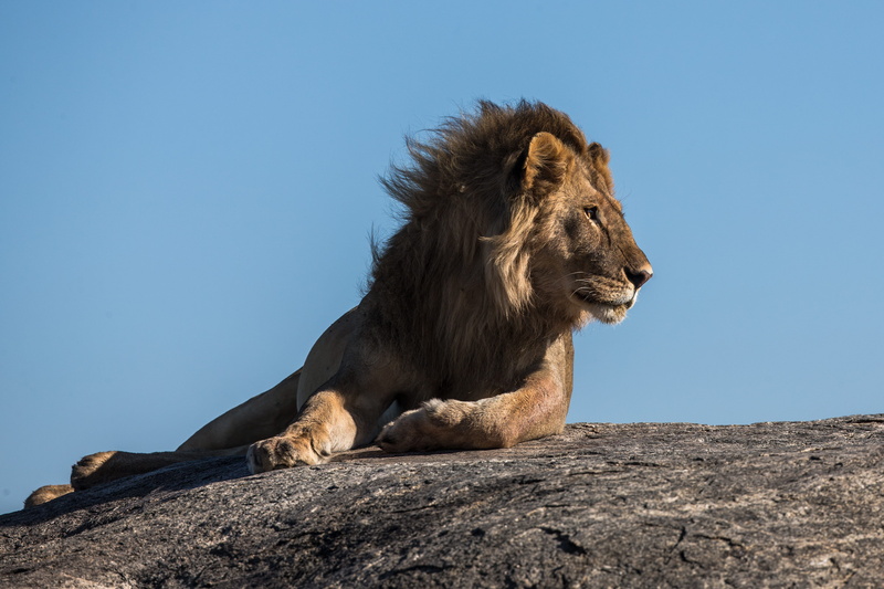 nature, solid, africa, animal themes, no people, one animal, lion - feline, sideways, lion, outdoors, laying, feline, safari, sky, facing, low angle view