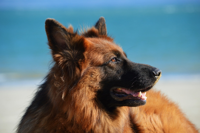 2K, animal body part, canine, adult, outdoors, nature, animal mouth, shepherd, purebred dog, sea, panting, facing, domestic, focus on foreground, animal