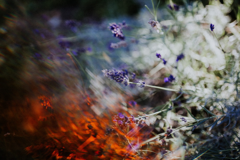 floral, nature, animal wildlife, vulnerability, fall, blurry, petaled, environment, outdoors, sideways, sun, blue, selective focus, softness, tranquility