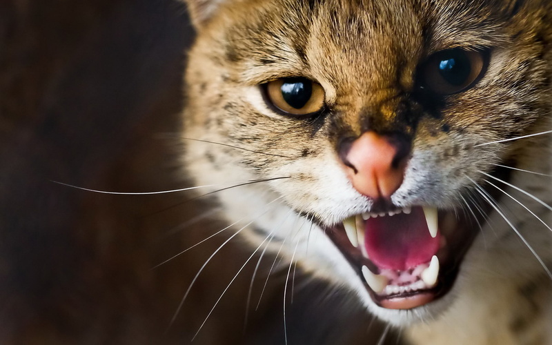 Teeth, Wildcat, close, 1080P, Whiskers