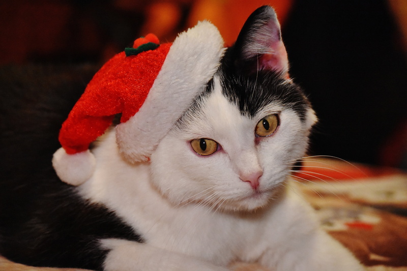 cats eyes, pets, cat, looking at camera, adidas, christmas, santa hat, close-up, santa, focus on foreground, vertebrate, wearing, one animal, young cat
