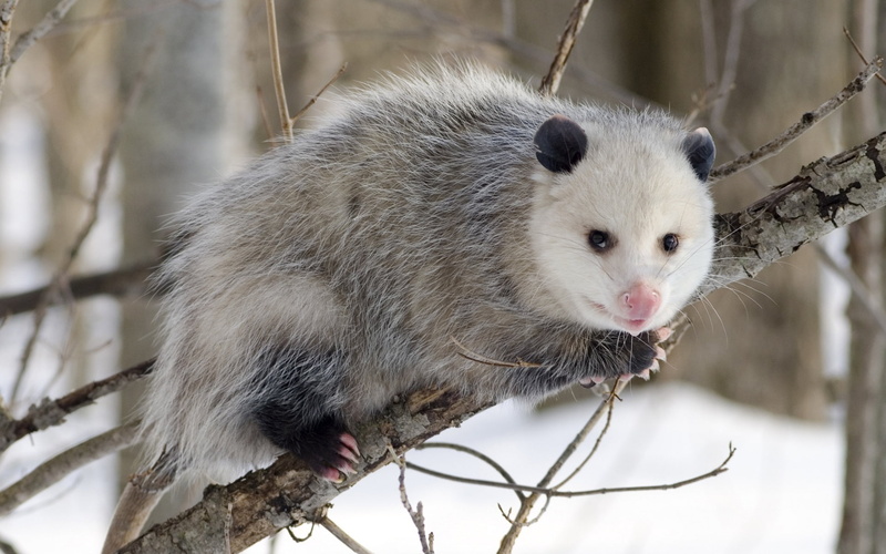 1080P, Winter, Possum