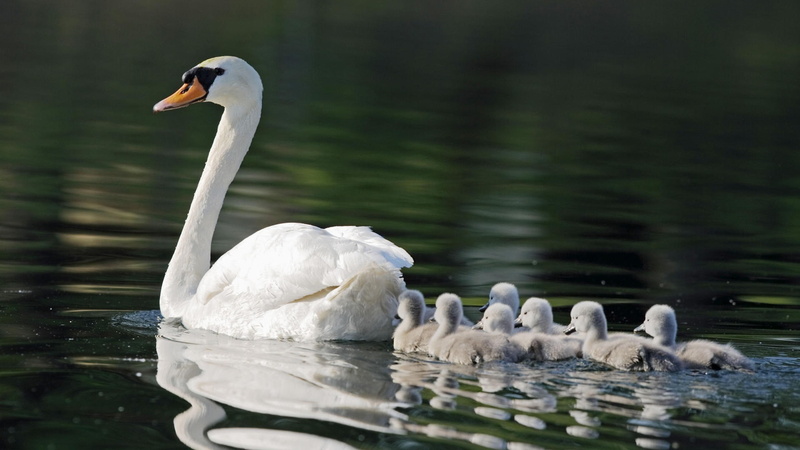 1080P, Swans, Mother, Children, White, Pond