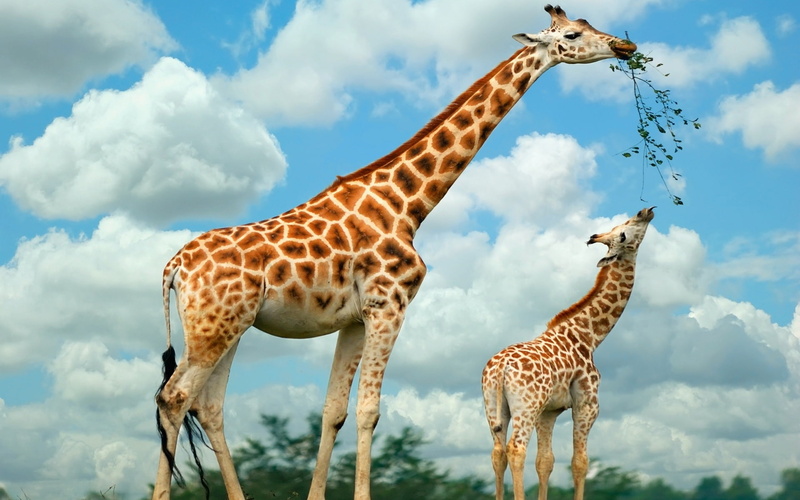 giraffe, two, 1080P, giraffes, family, happy