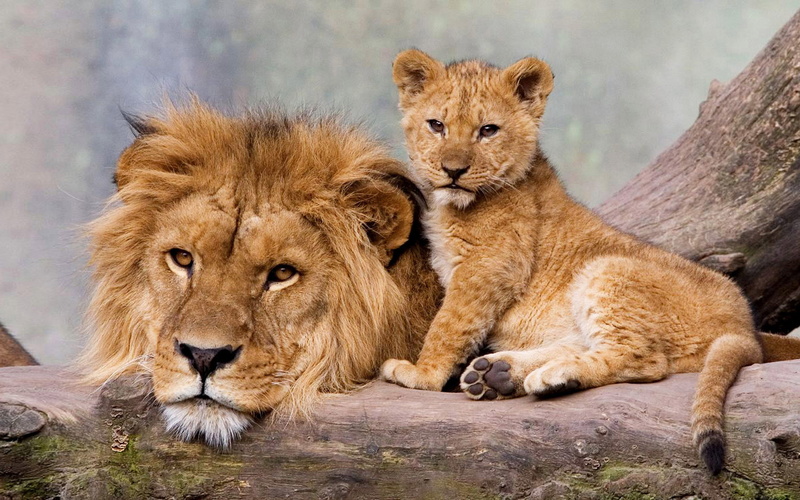 son, 2K, laptop, hd, young, lion, adult, father