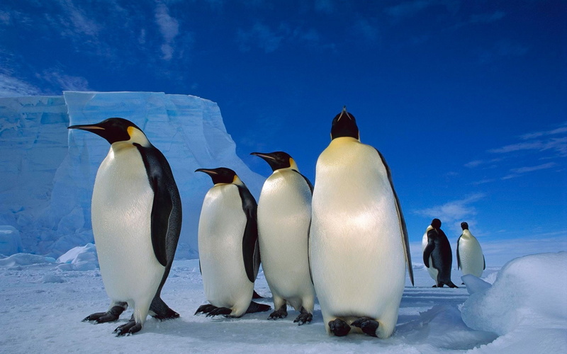 family, 1080P, penguins, happy