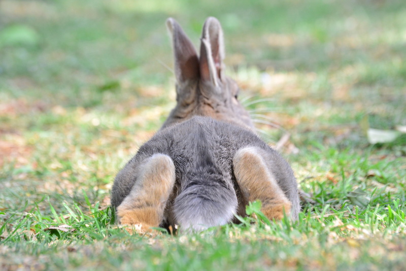 grass, animal wildlife, plant, day, no people, full length, vertebrate, kangaroo, fur, one animal, selective focus, rabbit, nature, fluffy, grey, cute