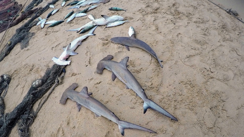 metal, fishing, baby sharks, 2K, animals in the wild, land, variation, fish, animal themes, nature, day, beach, work tool, seychelles, high angle view