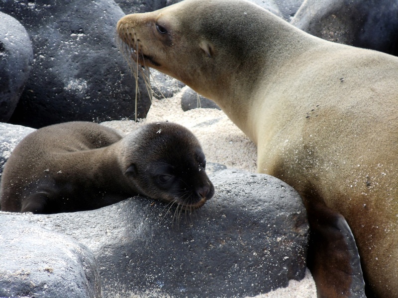 mammal, no people, nature, animal themes, group of animals, two animals, ecuador, beach, 1080P, mother, baby, lion, seal - animal, animal family, day