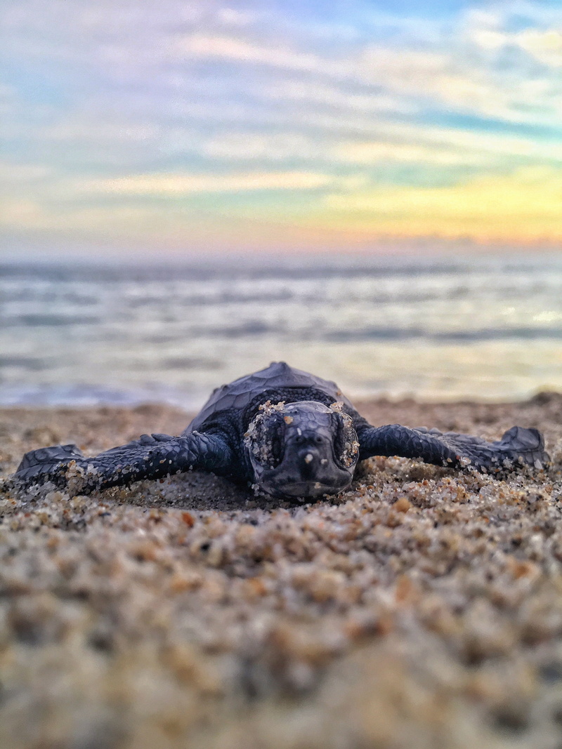 selective focus, grains of sand, surface level, sky, turtle, day, vertebrate, outdoors, 4K, reptile, baby, nature, sandy, water, photography, close-up
