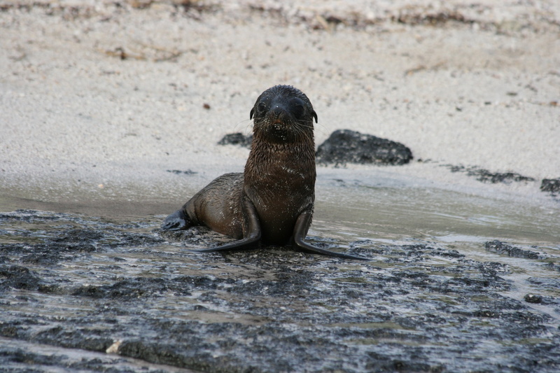 marine, animal themes, galapagos, seal - Animal, wildlife, land, day, beach, vertebrate, water, animal wildlife, underwater, sea Lion, baby, 4K, sealion