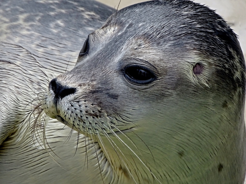 one animal, seal - animal, young, netherlands, baby, beach, animal, animal head, vertebrate, no people, beach sea, eyes, meeresbewohner, aquatic animal
