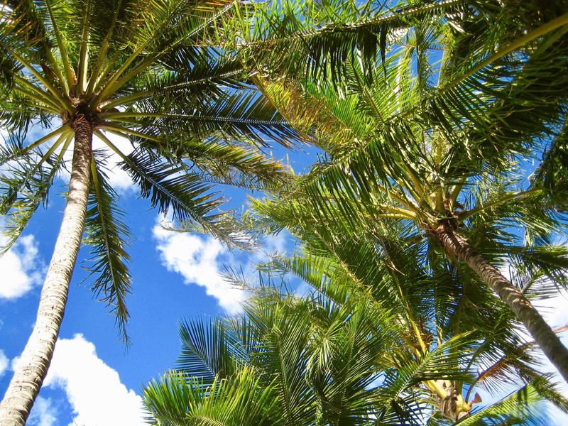beach, palms, no people, tropical climate, directly below, low angle view, palm tree, beauty in nature, coconut palm tree, sky, outdoors, nature, whitsundays