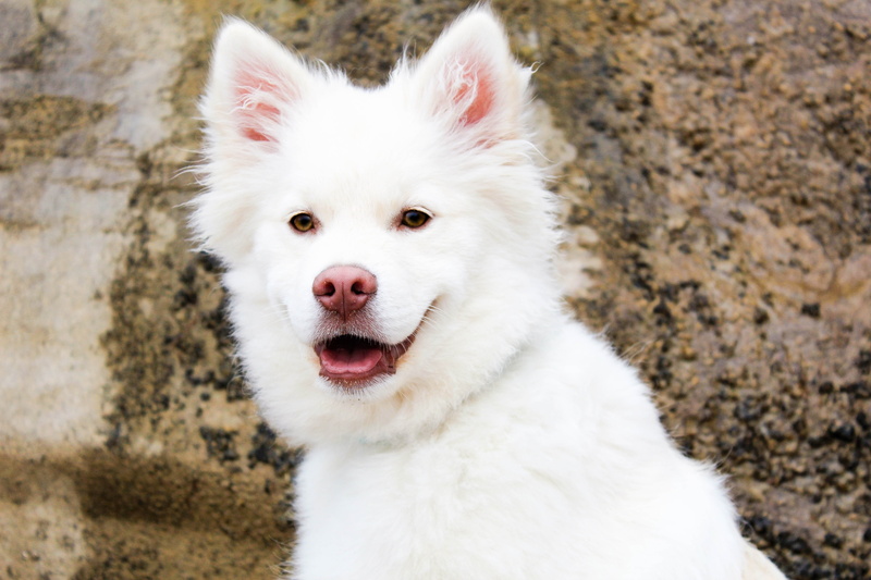 mammal, canine, animal head, pets, pup, Summer, friend, white color, animal themes, Dog, one animal, white, portrait, domestic animals, small, Puppy, animal