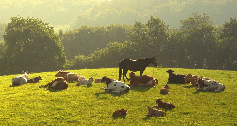 no people, trees, herbivorous, night, beef, horses, cow, dairy Farm, farm, grass, non-Urban Scene, mammal, herd, green Color, domestic Animals, pasture
