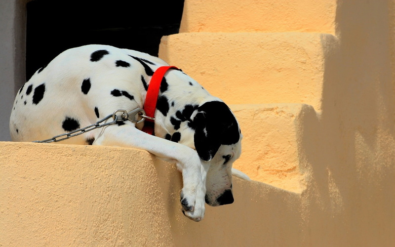 one animal, vertebrate, relaxation, collar, wall - building feature, nature, purebred Dog, architecture, white, animal themes, dog, pets, dalmatian, animal