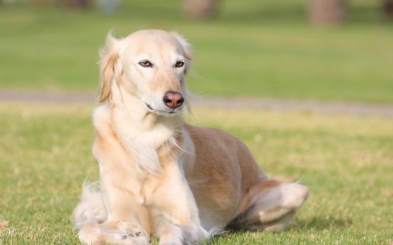 portrait, one Animal, beauty In Nature, purebred Dog, mammal, brown, grass, summer, green Color, cute, rest, domestic, nature, field, white, beauty, golden Retriever