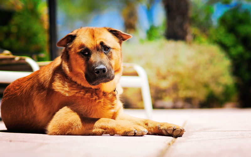 domestic, pets, domestic Animals, 2K, grief, outdoors, obedience, sitting, purebred Dog, day, animal Head, cute, lying down, nature, sadness, lie down