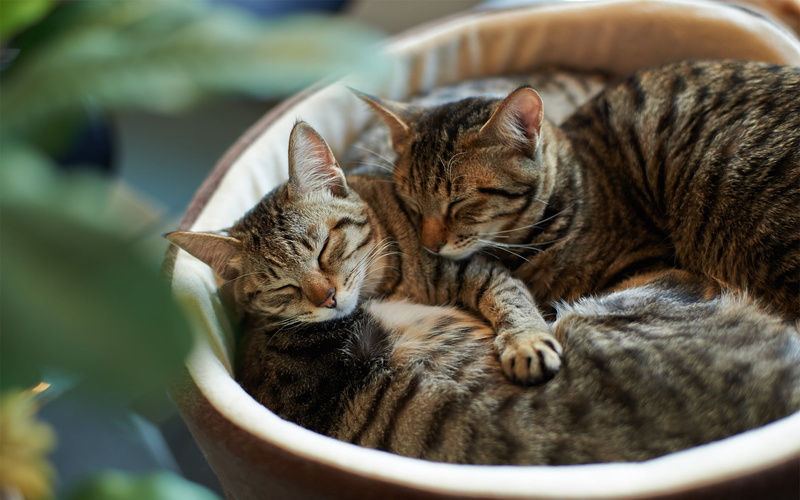 domestic, striped, relaxation, eyes closed, vertebrate, mammal, domestic Animals, cat, animal, nature, looking, fur, short, pets, 1080P, couple, brown