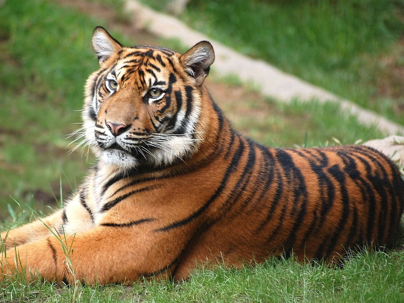 animals In The Wild, plant, close-up, rest, carnivore, bengal Tiger, wildlife, relaxation, undomesticated Cat, lie down, one animal, no people, animal