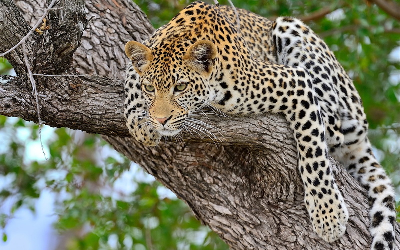 beauty In Nature, spotted, day, focus on foreground, endangered Species, large, one animal, danger, animal head, safari Animals, cat, predator, vertebrate