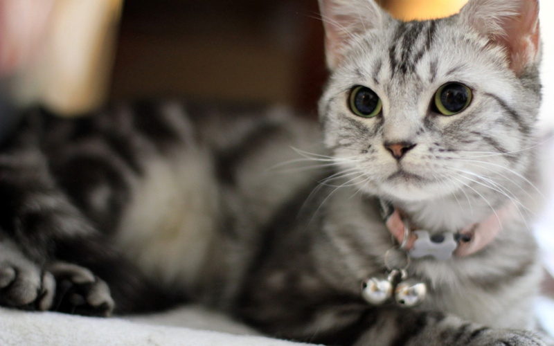 kitten, one Animal, indoors, 2K, paw, mouth open, silver, fluffy, relaxation, mammal, looking at camera, young Animal, cat, feline, animal, people, animal body part