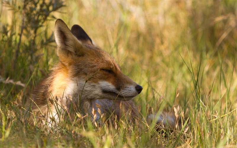 forest, carnivore, looking away, animals In The Wild, canine, mammal, survival, fur, day, outdoors, hunting, plant, animals Hunting, no people, nature