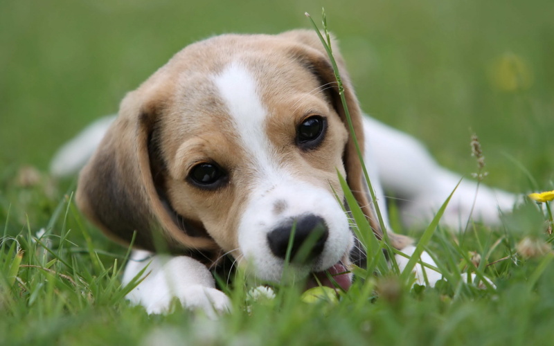 canine, animals And Pets, nature, green Color, one Animal, animal body part, close-up, summer, white, 2K, field, sitting, vertebrate, looking, animal themes