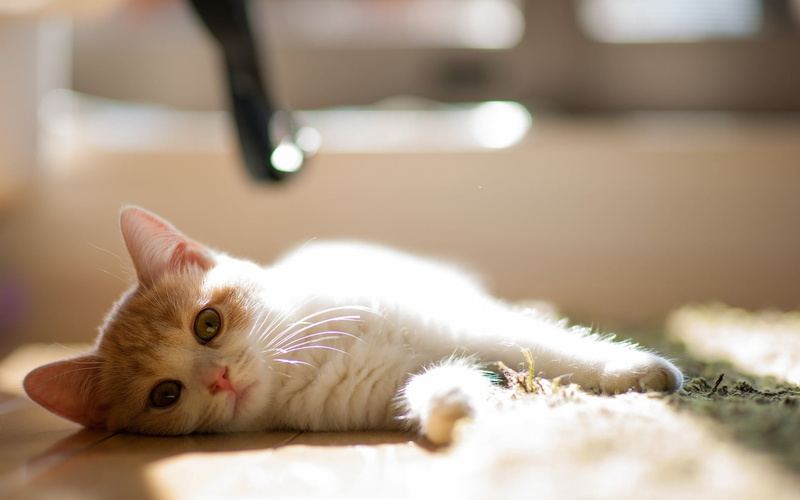 domestic cat, relaxation, lie down, mat, kitten, orange, white color, vertebrate, feline, cat, indoors, portrait, looking at camera, pets, 1080P, curious