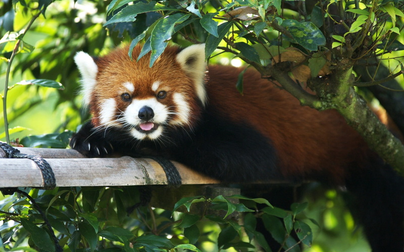 fur, plant part, 1080P, cute, vertebrate, endangered Species, forest, animal themes, leaf, asia, nature, looking, plant, red panda, bamboo - plant, mammal