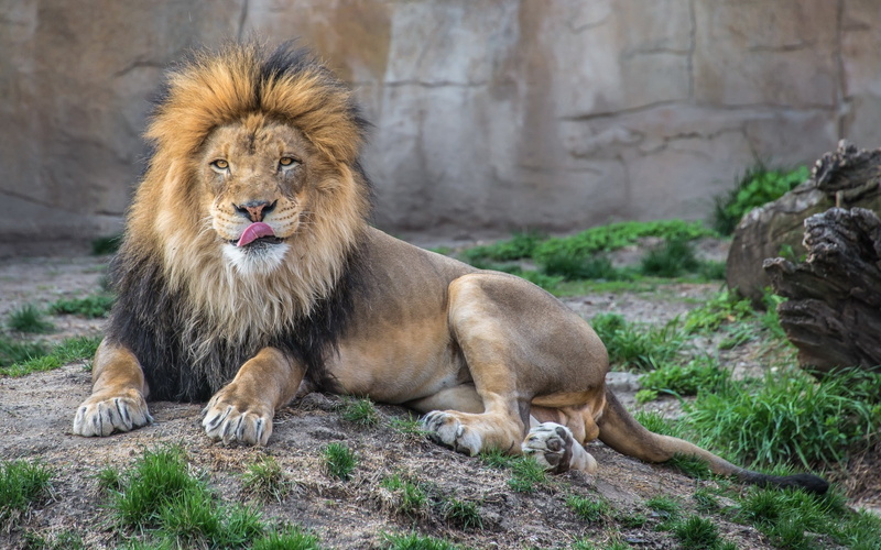 africa, lie down, day, plant, male Animal, land, lion - Feline, animals In The Wild, danger, lioness, majestic, cat, mammal, black, safari, lion, animal themes