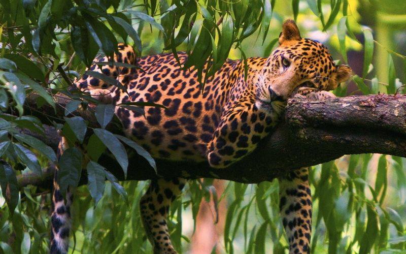 big Cat, safari, one animal, animal, forest, trees, plant part, undomesticated Cat, mammal, savannah, green Color, wildlife, safari Animals, animals In The Wild
