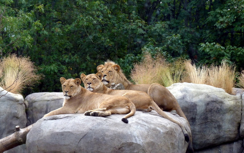 safari Animals, danger, lions, animals In The Wild, animal, carnivore, mane, no people, rock, large, wildlife Reserve, mammal, female Animal, outdoors
