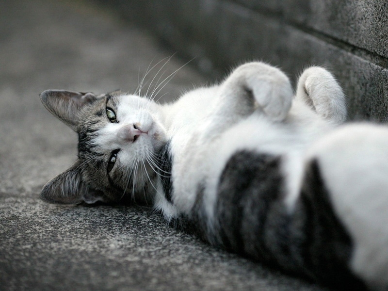 domestic, small, paw, animal head, one animal, selective focus, black, relaxation, resting, tired, feline, nature, cat, black white, animal, sleeping, asphalt