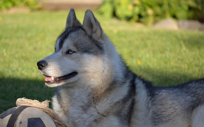 cute, black Color, puppy, summer, outdoors, sled Dog, looking, purebred Dog, friendship, adult, pets, lie down, close-up, focus on foreground, domestic