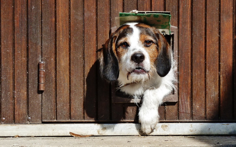 purebred Dog, ears, close-up, face, white, entrance, look out, brown, portrait, sunlight, vertebrate, wood - Material, day, animal head, canine, dog, pets