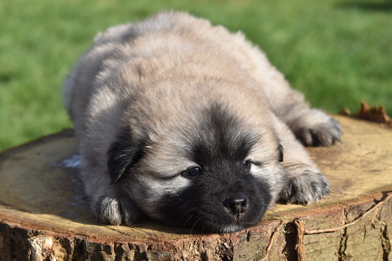 sleeping, puppy lie down, resting, relaxation, adorable, vertebrate, no people, small, 4K, pets, one animal, dog, puppy, animal head, grass, male puppy pongo