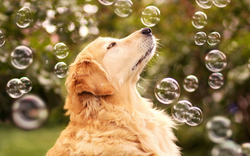 focus on foreground, profile, vertebrate, mammal, dog, playful, dark, adult, bubble Wand, no people, mouth open, bubble, day, bubbles, one animal, transparent