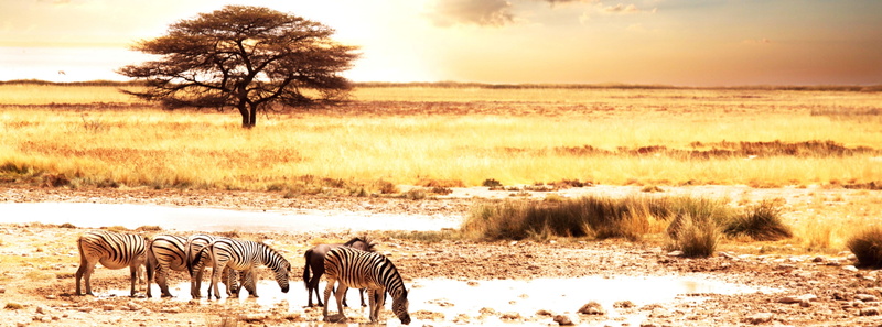 land, mammal, plant, animal, animal wildlife, vertebrate, striped, Wild, tree, Animals, band, field, landscape, environment, Zebras, safari, herbivorous