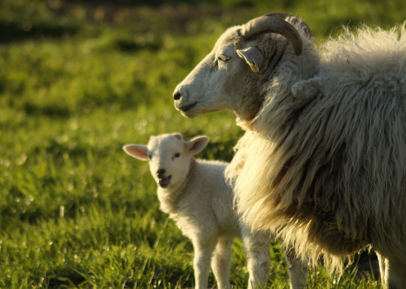 relationship, grass, nature, no people, family, land, lamb, domestic, sheep, connected, outdoors, binding, field, plain, group of animals, cute, motherly love