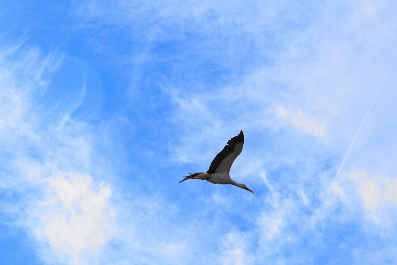 environment, baby, spring magic, no people, low angle view, one animal, nature, spring, adebar, mid-air, outdoors, feather, white stork, blue, vertebrate
