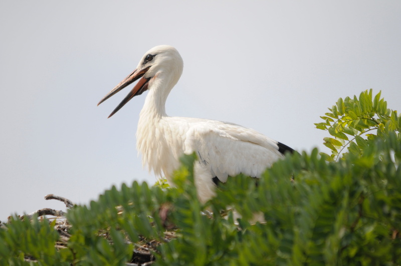 plumage, animal, low angle view, flying, vertebrate, copy space, burgenland, outdoors, animal themes, nature, white stork, adebar, grass, one animal, animal wildlife