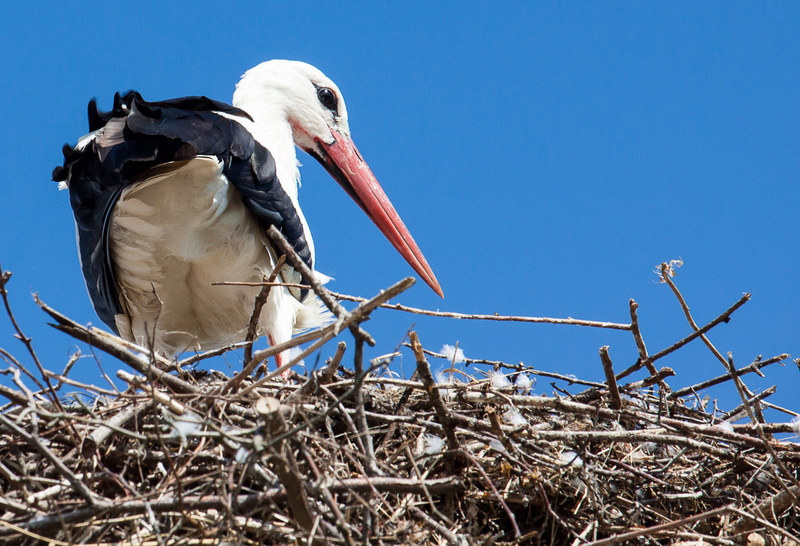 vertebrate, sunlight, animal, rattle stork, nest, animal wildlife, animal world, beak, plant, clear sky, animal nest, sky, animal themes, birds, low angle view