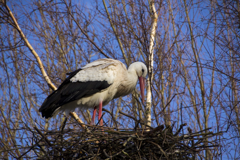 outdoors, low angle view, bill, day, sky, perching, bird, stork, branch, one animal, eagle, animal themes, animal, tree, no people, plumage, animals in the wild